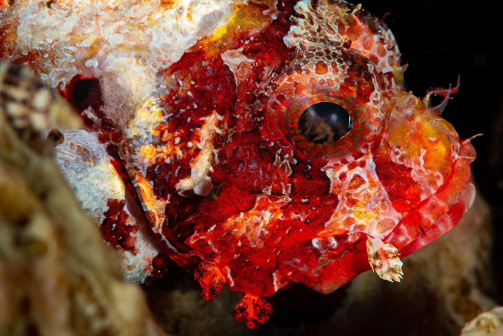 Red tasseled scorpionfish head close-up with fringed lips, Raja Ampat, Indonesia