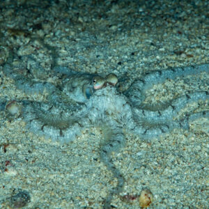 White-V octopus spreading long arms over sandy bottom at night, Raja Ampat, Indonesia