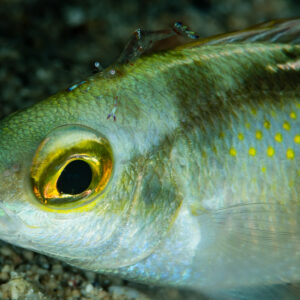 Whitestreak monocle bream head with a cleaner shrimp on its back, Raja Ampat, Indonesia