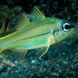 Iridescent cardinalfish with thin orange lines over dark sand at night, Raja Ampat, Indonesia