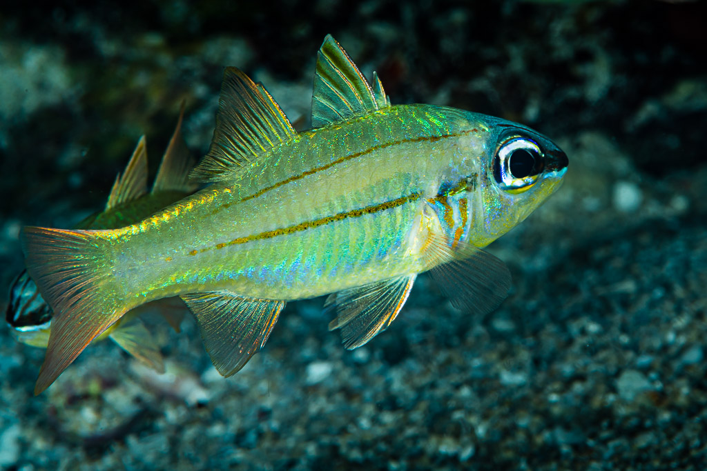 Apogon irisé à fines lignes orangées au-dessus du sable sombre la nuit, Raja Ampat, Indonésie
