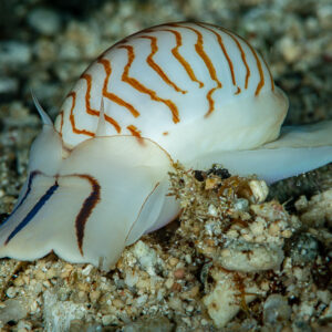 Zebra moon snail with orange zigzag shell crawling on sand, Raja Ampat, Indonesia