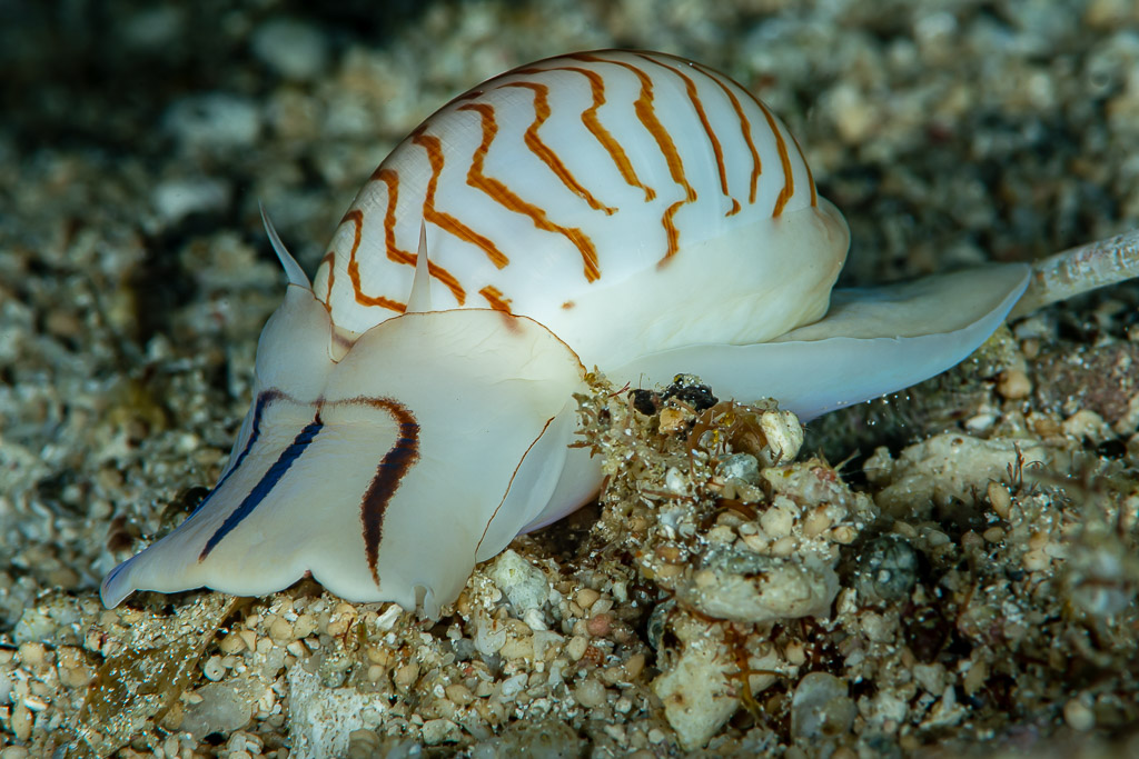 Zebra moon snail with orange zigzag shell crawling on sand, Raja Ampat, Indonesia