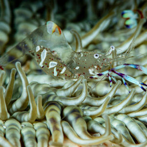 Magnificent anemone shrimp perched among striped anemone tentacles, Raja Ampat, Indonesia