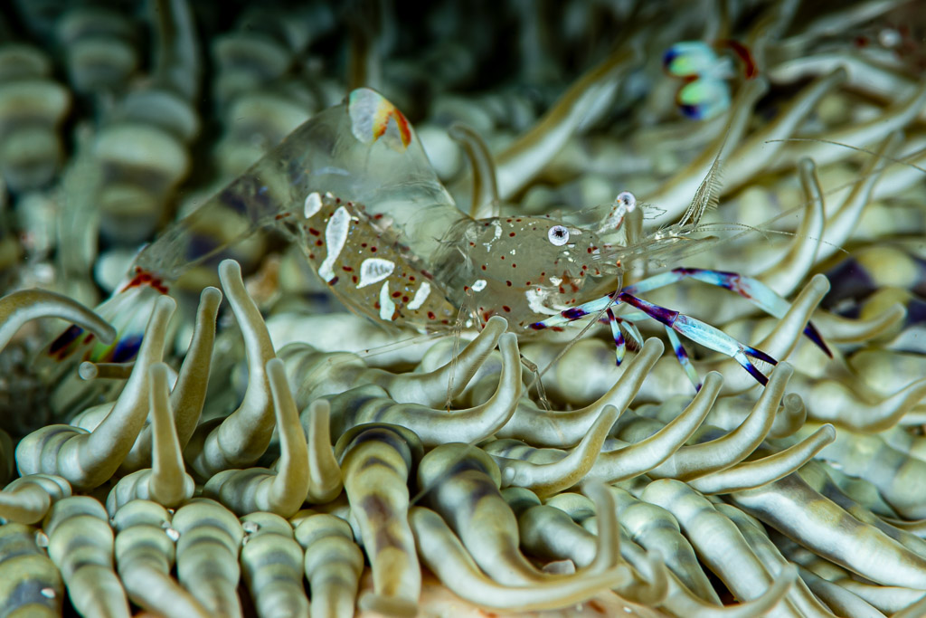 Magnificent anemone shrimp perched among striped anemone tentacles, Raja Ampat, Indonesia