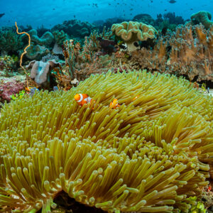 Clownfish pair in a large magnificent anemone on a colourful reef, wide angle, Raja Ampat, Indonesia