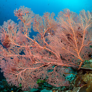 Large pink sea fan spreading on a reef slope in blue water, Raja Ampat, Indonesia