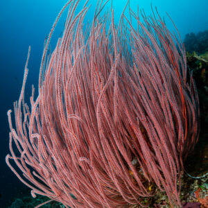 Bush of red whip corals against a sunburst, vertical wide angle, Raja Ampat, Indonesia