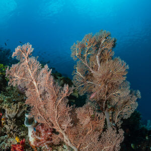 Two pink sea fans on a reef under sunburst, vertical wide angle, Raja Ampat, Indonesia