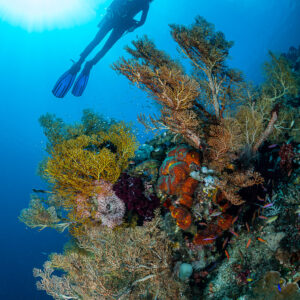 Woman diver above sea fans and soft corals with sunburst, vertical, Raja Ampat, Indonesia