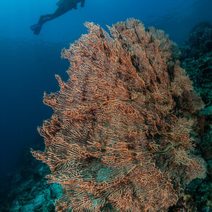 Woman diver silhouette swimming past a large pink sea fan, vertical, Raja Ampat, Indonesia