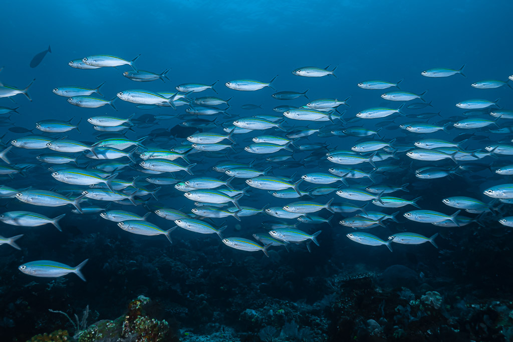 Banc de fusiliers à ligne jaune nageant au-dessus d’un récif profond, Raja Ampat, Indonésie
