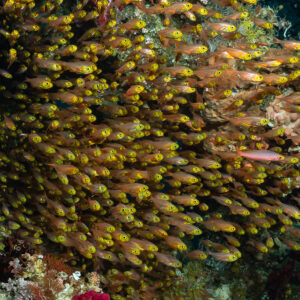 Dense school of golden sweepers filling a reef overhang, Raja Ampat, Indonesia