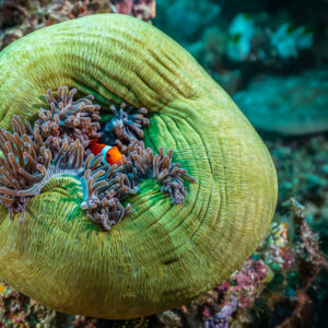 Clownfish in an anemone with tentacles on a green ribbed disc, top view, Raja Ampat, Indonesia