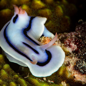 Chromodoris lochi nudibranch with black stripes crawling over coral, Raja Ampat, Indonesia