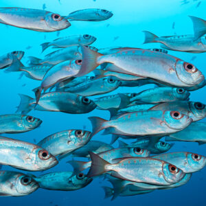 School of crescent-tail bigeyes swimming in clear blue water, Raja Ampat, Indonesia