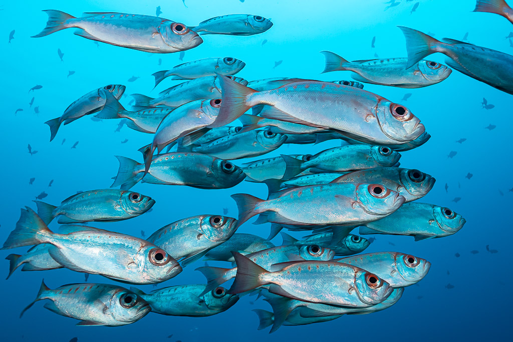 School of crescent-tail bigeyes swimming in clear blue water, Raja Ampat, Indonesia