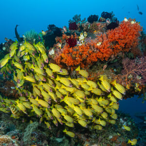 Banc de vivaneaux jaunes autour d’un pâté corallien aux coraux mous orange, Raja Ampat, Indonésie