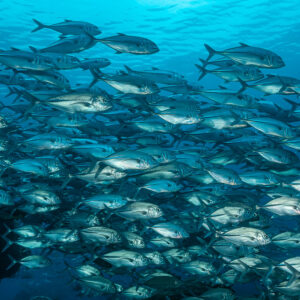 Large school of bigeye trevallies in blue water above the reef, Raja Ampat, Indonesia