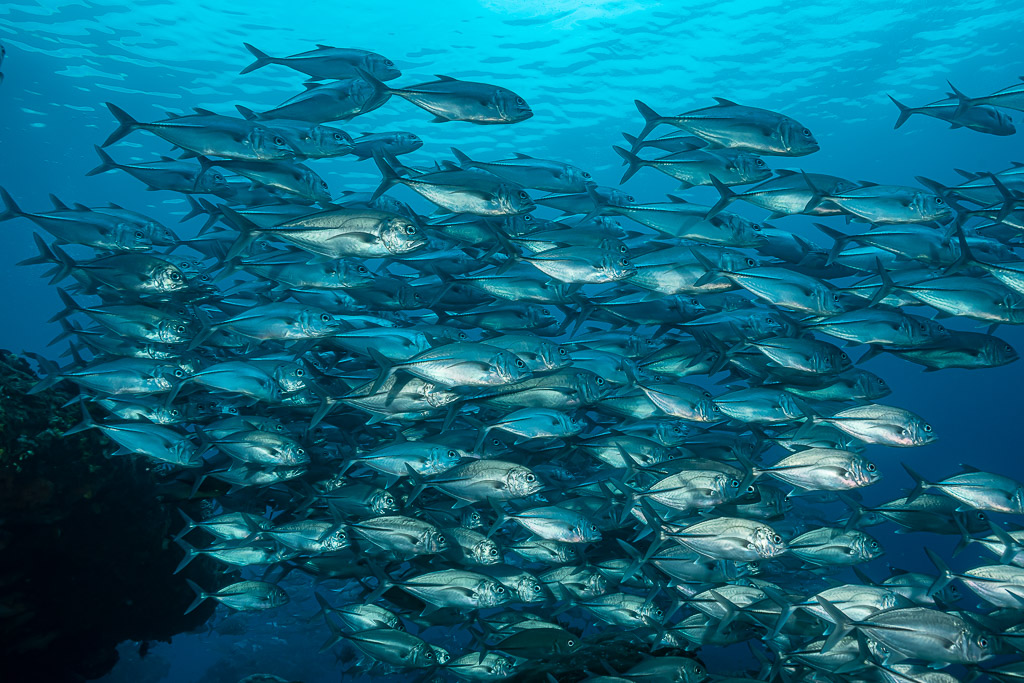 Grand banc de carangues à gros yeux en pleine eau au-dessus du récif, Raja Ampat, Indonésie