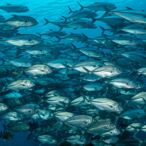 Dense school of bigeye trevallies filling the frame, near reef edge, Raja Ampat, Indonesia