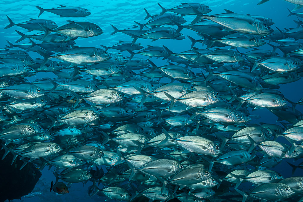 Dense school of bigeye trevallies filling the frame, near reef edge, Raja Ampat, Indonesia