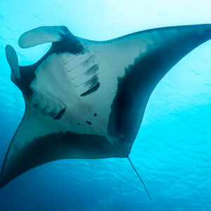 Manta ray belly view gliding overhead against bright blue surface, Raja Ampat, Indonesia