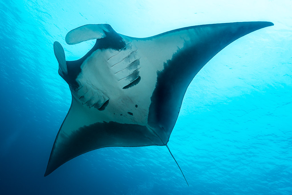 Manta ray belly view gliding overhead against bright blue surface, Raja Ampat, Indonesia
