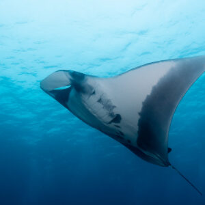 Manta ray banking in deep blue water with cephalic fins unrolled, Raja Ampat, Indonesia