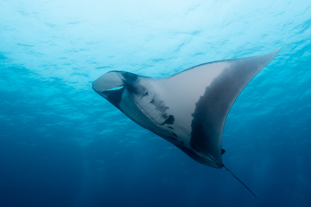 Manta ray banking in deep blue water with cephalic fins unrolled, Raja Ampat, Indonesia