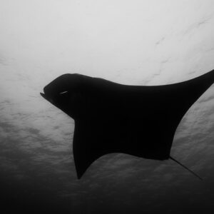 Black and white manta ray silhouette under a rippled surface, Raja Ampat, Indonesia