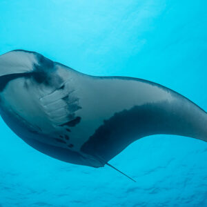 Manta ray belly with dark-edged wings sweeping across the blue, Raja Ampat, Indonesia