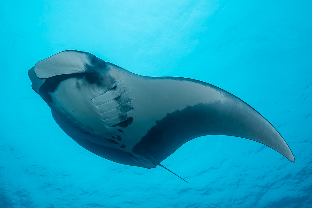 Ventre de raie manta aux ailes bordées de sombre traversant le bleu, Raja Ampat, Indonésie