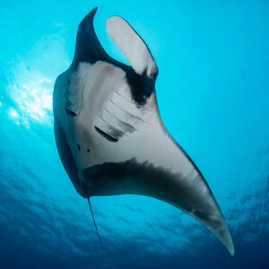 Manta ray seen from below heading up toward the sunlit surface, Raja Ampat, Indonesia