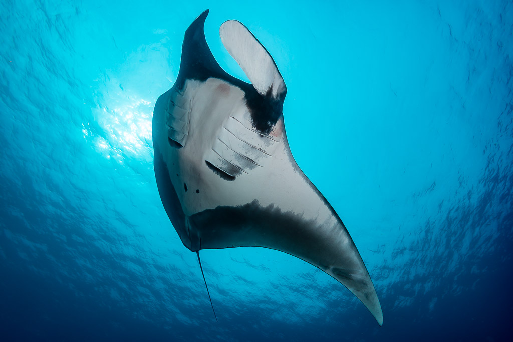 Manta ray seen from below heading up toward the sunlit surface, Raja Ampat, Indonesia