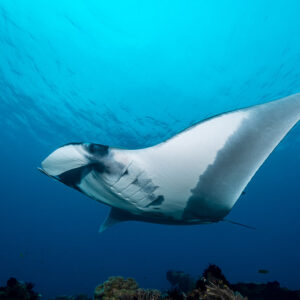 Raie manta planant bas au-dessus du récif, ventre blanc de profil, Raja Ampat, Indonésie