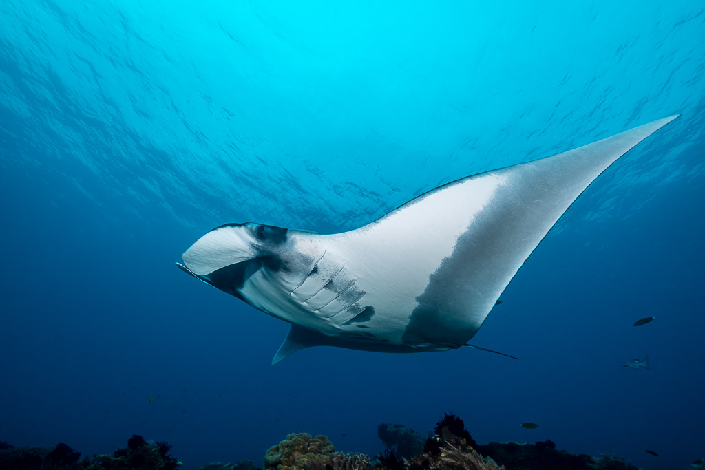 Raie manta planant bas au-dessus du récif, ventre blanc de profil, Raja Ampat, Indonésie