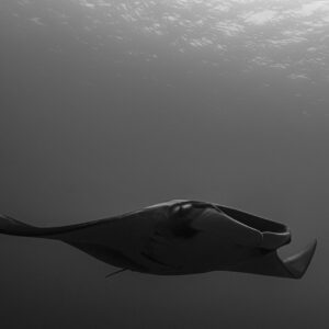 Black and white manta ray gliding horizontally in open water, Raja Ampat, Indonesia
