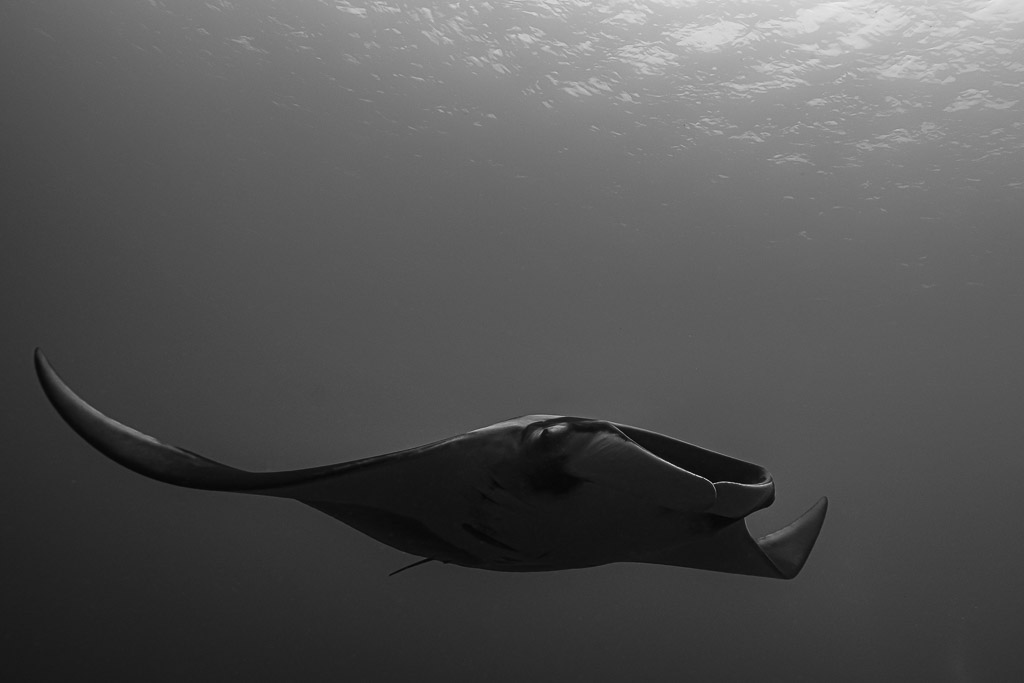 Black and white manta ray gliding horizontally in open water, Raja Ampat, Indonesia
