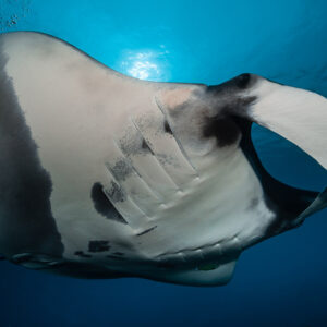 Close-up of manta ray belly, gill slits and curled cephalic fin, Raja Ampat, Indonesia
