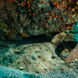 Tasseled wobbegong shark resting under a ledge with orange cup corals, Raja Ampat, Indonesia