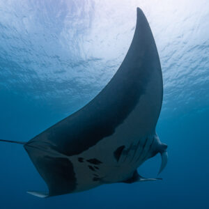 Manta ray banking steeply beneath the surface, dark back edge in view, Raja Ampat, Indonesia