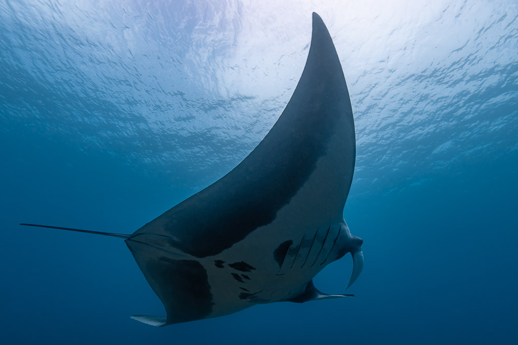 Manta ray banking steeply beneath the surface, dark back edge in view, Raja Ampat, Indonesia