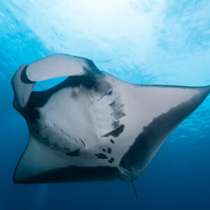 Manta ray head-on from below with both cephalic fins unrolled, Raja Ampat, Indonesia