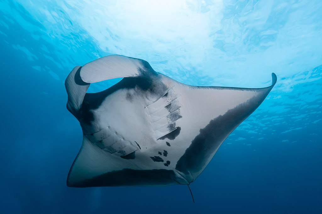 Raie manta de face vue de dessous, palettes céphaliques déroulées, Raja Ampat, Indonésie