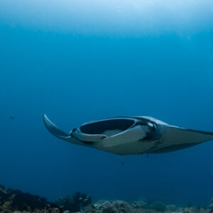 Distant manta ray gliding over the reef in deep blue water, Raja Ampat, Indonesia