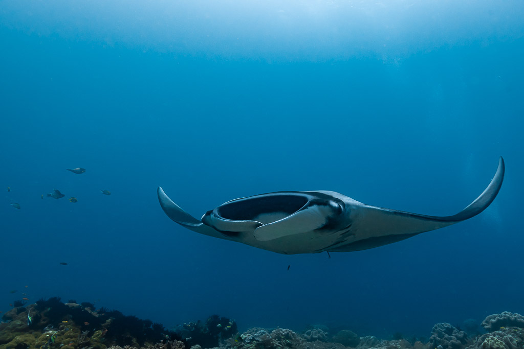 Distant manta ray gliding over the reef in deep blue water, Raja Ampat, Indonesia