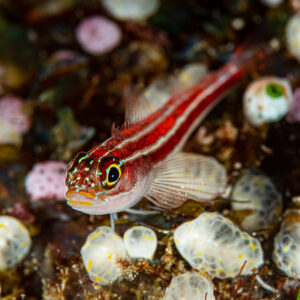 Striped triplefin resting among white and pink tunicates, Raja Ampat, Indonesia