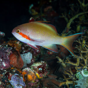 Anthias de Hucht mâle nageant au-dessus d’un récif coloré, Raja Ampat, Indonésie
