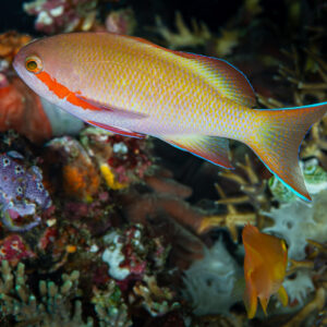 Anthias de Hucht mâle au-dessus des coraux avec un petit anthias orange, Raja Ampat, Indonésie